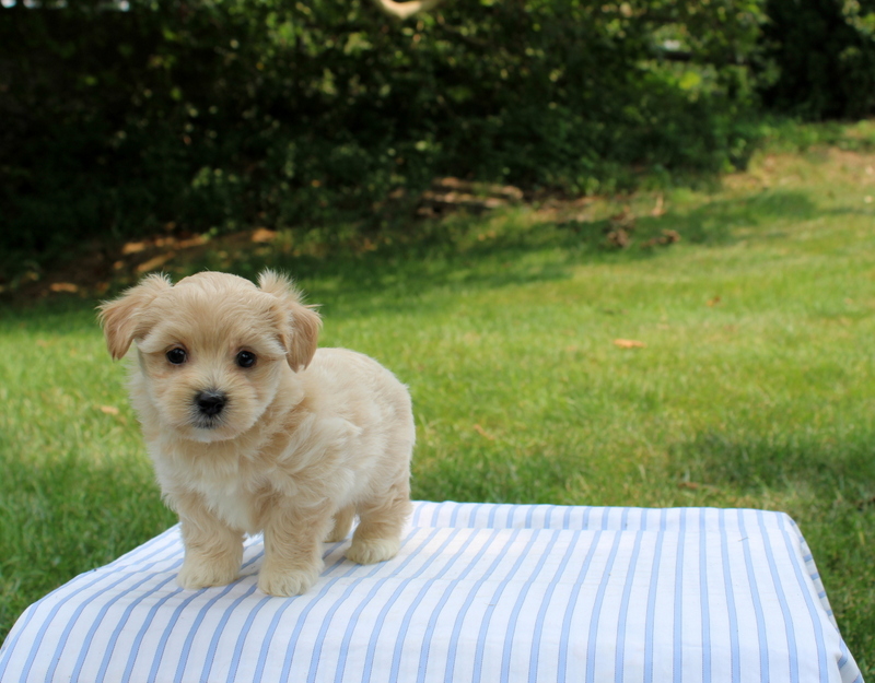 puppy, for, sale, Shi-Poo, Matthew B. Stoltzfus, dog, breeder, Gap, PA, dog-breeder, puppy-for-sale, forsale, nearby, find, puppyfind, locator, puppylocator, aca